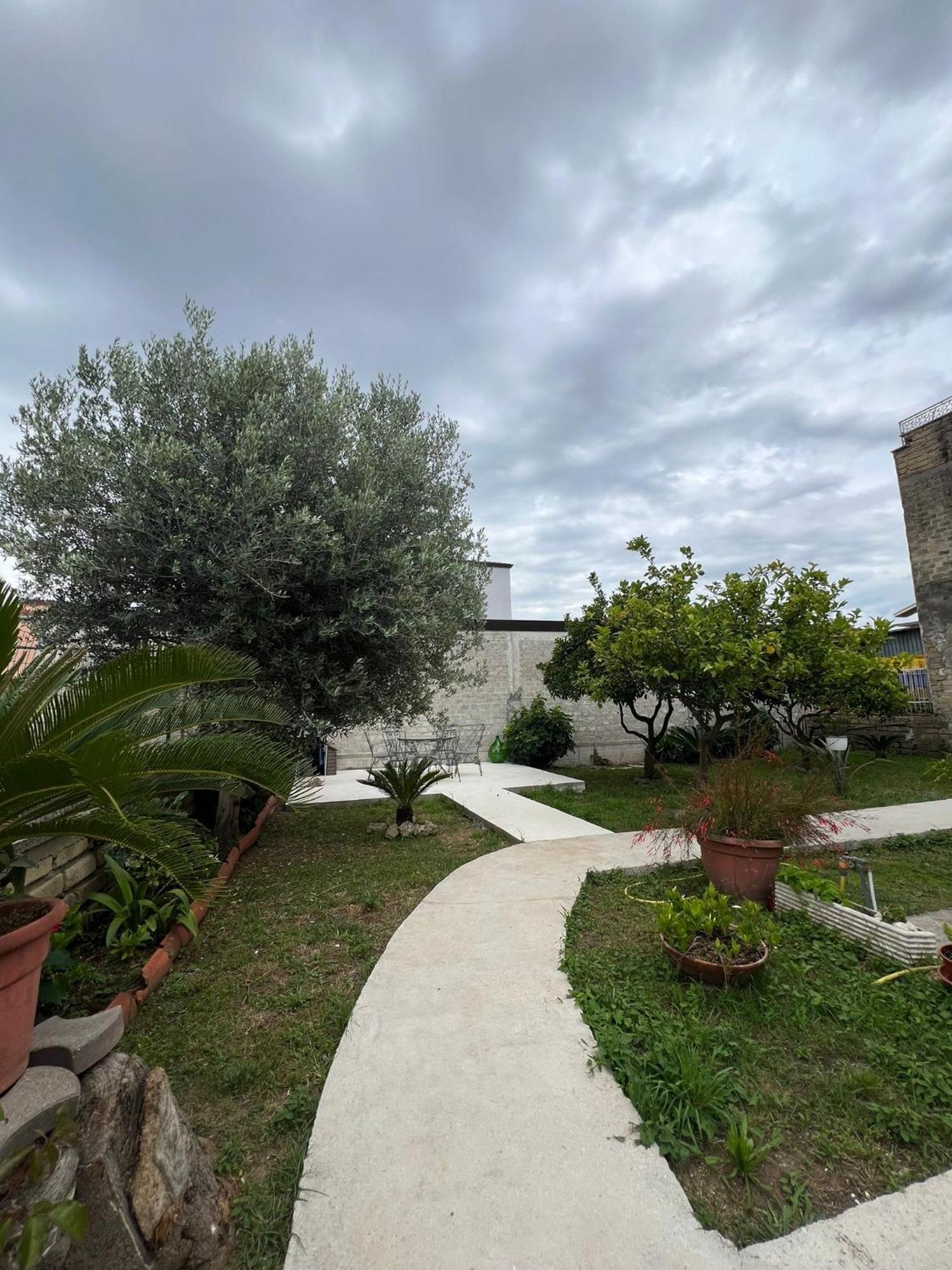 Cycas Villa Cellole Exterior foto